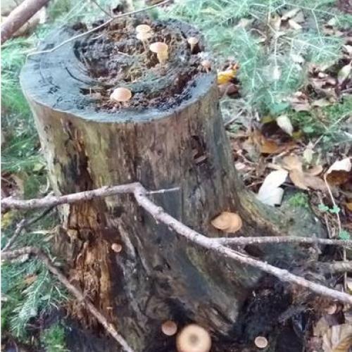 Waldprojekt 2019