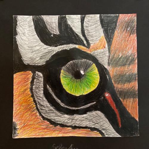 Eye of the tiger