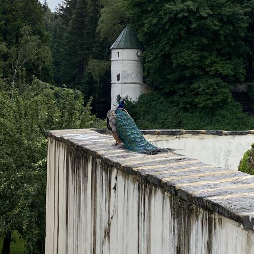 Innenstadt und Schloss Ambras in Innsbruck