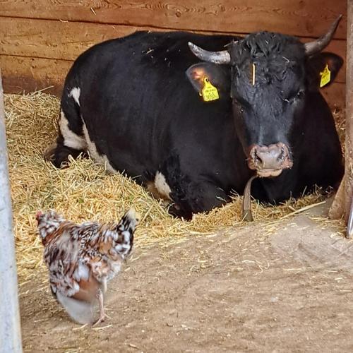 Besuch Alpenzoo