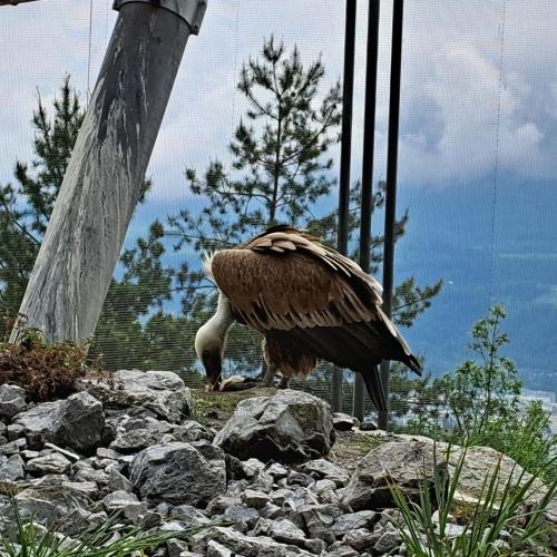 Besuch Alpenzoo