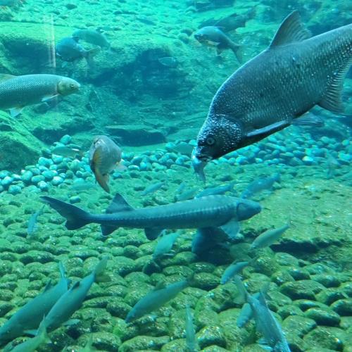 Besuch Alpenzoo
